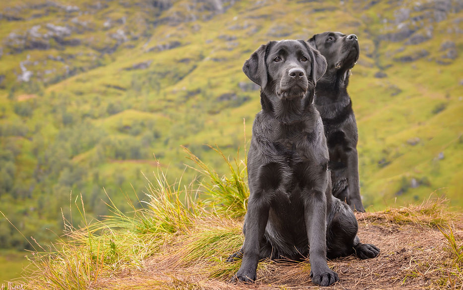 Bruadarach Labradors