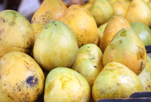 Day 2 Mango
