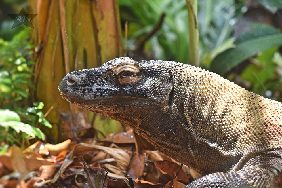 Komodo Dragon