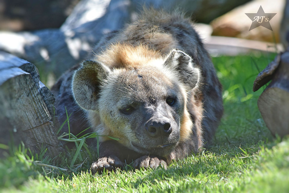 Spotted Hyaena