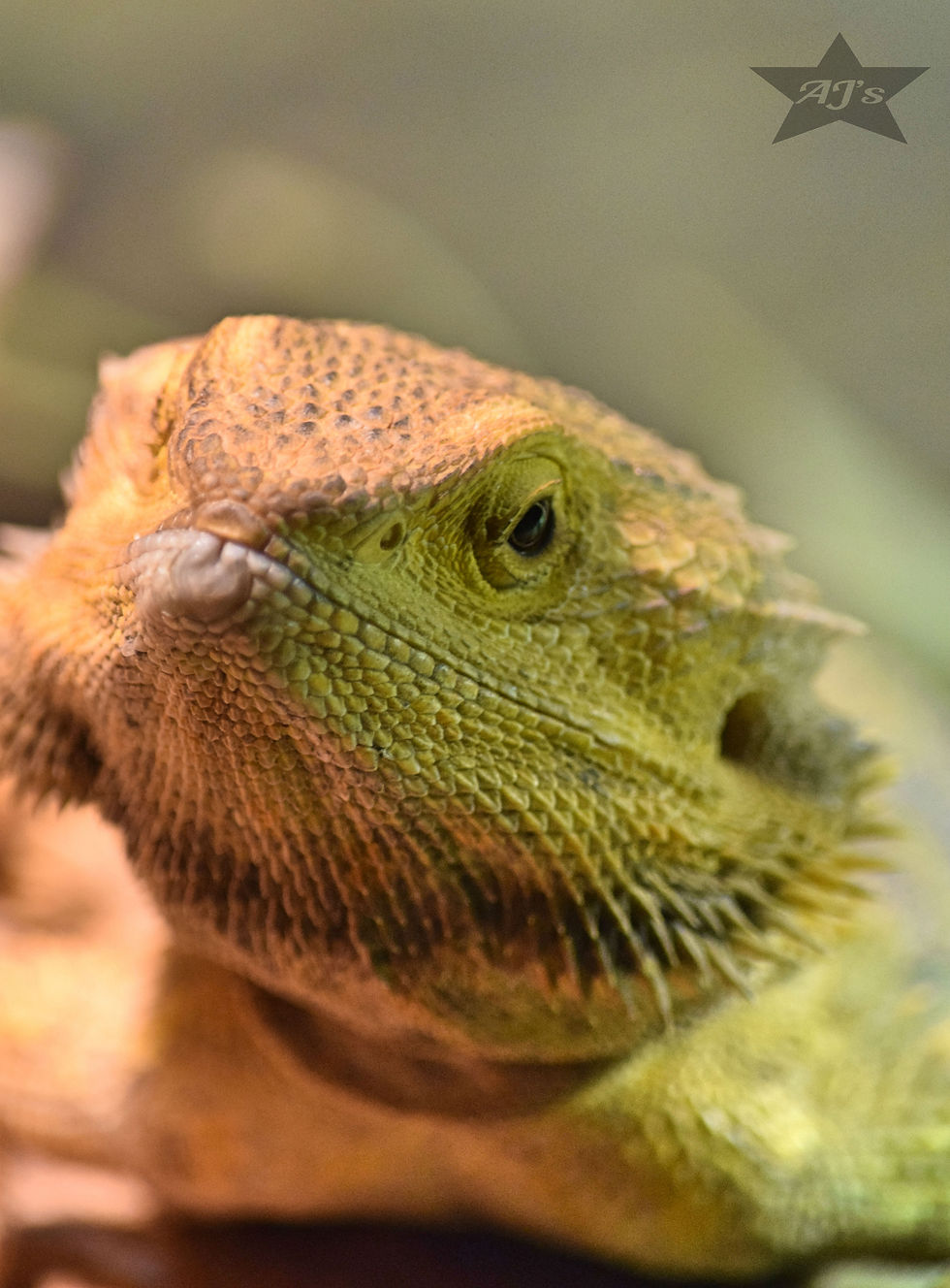 Inland Bearded Dragon