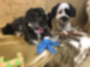dog daycare, Bark Barn, pamper