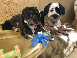 dog daycare, Bark Barn, pamper