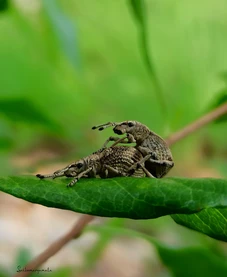 sharetalents-sai-kumar-yamala-364-1.webp