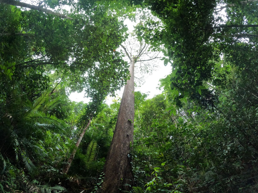 Tree at Poring Hot Springs Kundasang