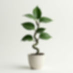Mini Spiral Ficus