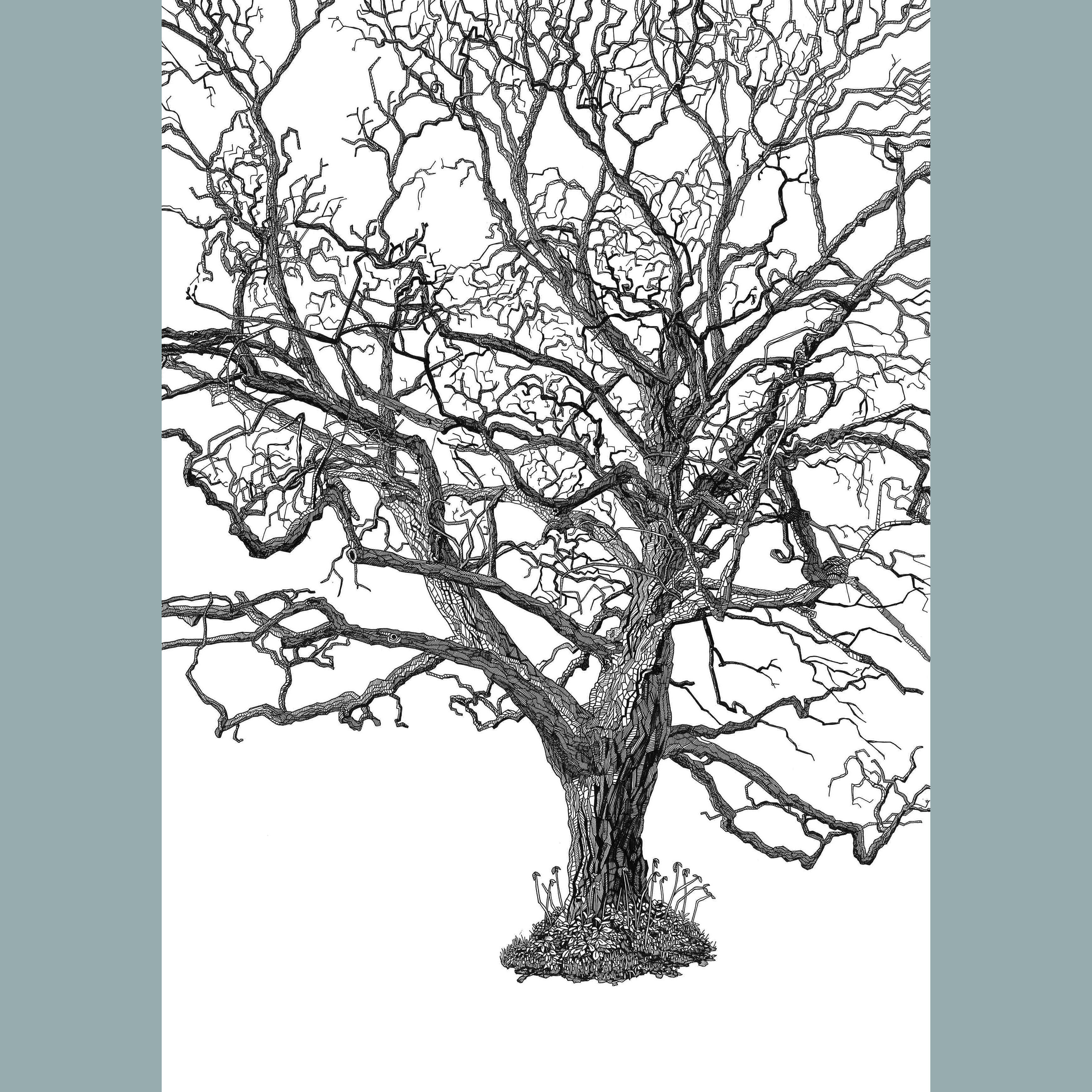 Ruskin Park Tree Illustration print