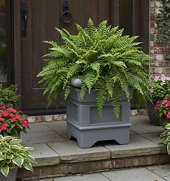 fern_edited.jpg