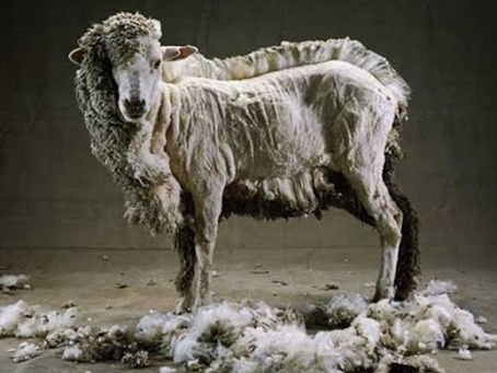 Idiomatic expression: Ir por lana y volver trasquilado