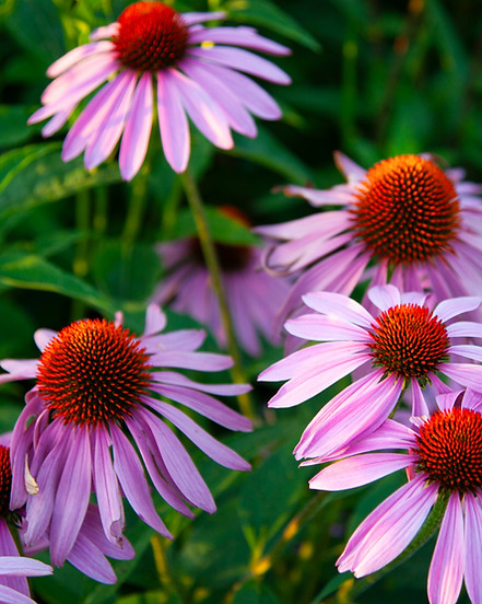 Echinacea Flower Purple Coneflower_edited_edited.jpg