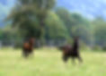 Sport Lusitano Austria