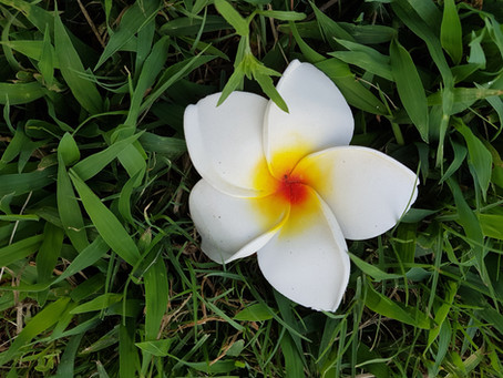 המיניות הנשית לאן