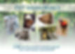 pet_slideshow