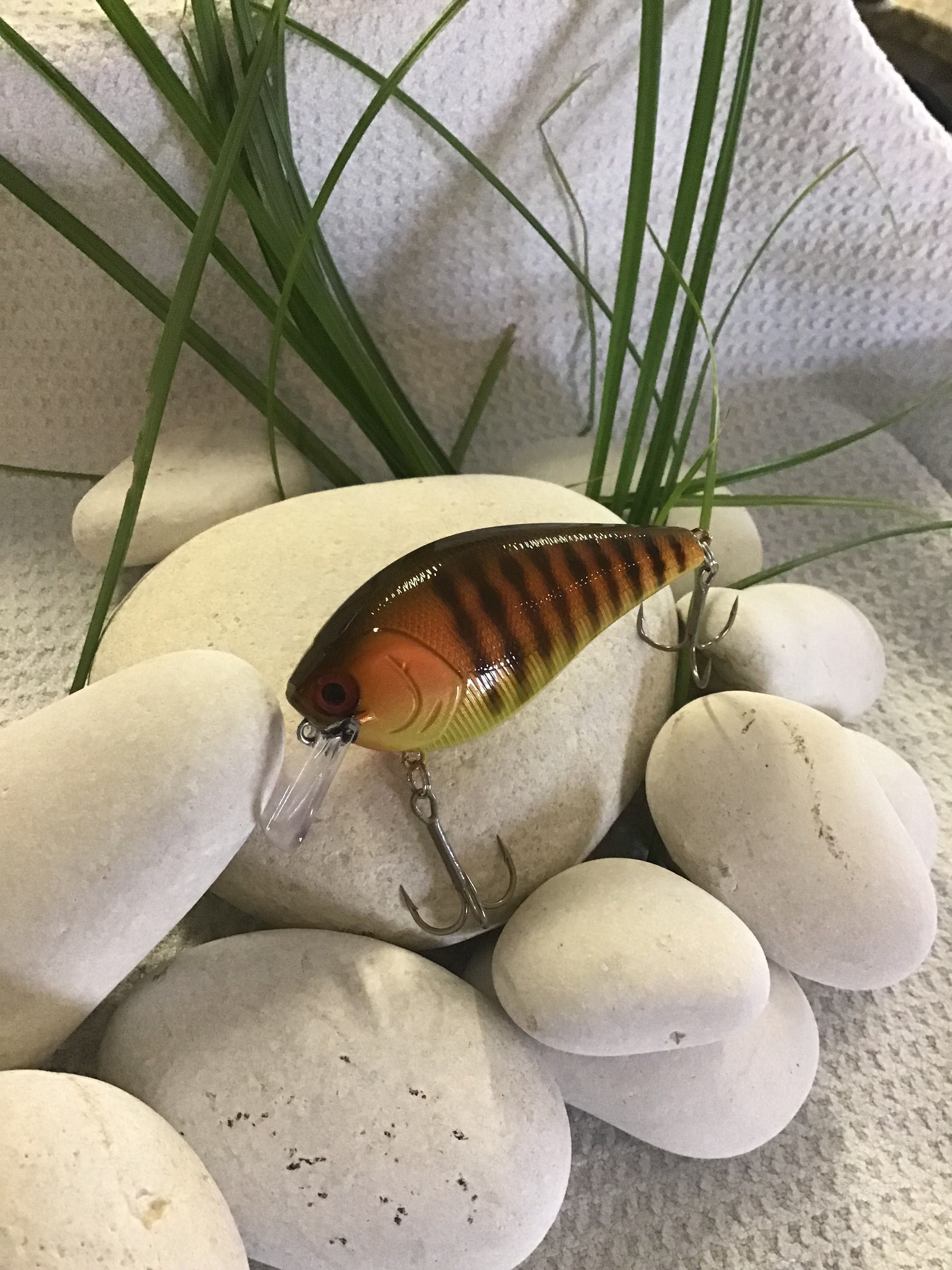 2.5 Square Bill Mossy Back Tiger