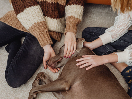 Saying Goodbye - 5 Ways to Grieve Your Beloved Pet