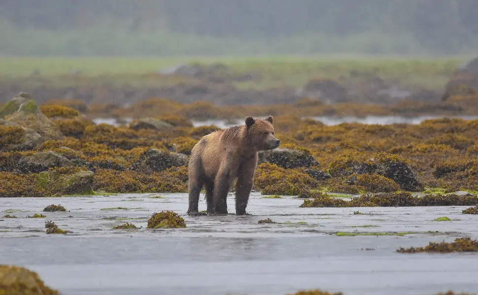 Nature and wildlife tours in Canada
