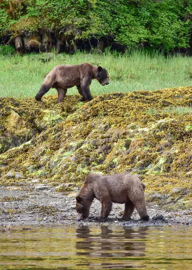 Grizzly bear watching BC