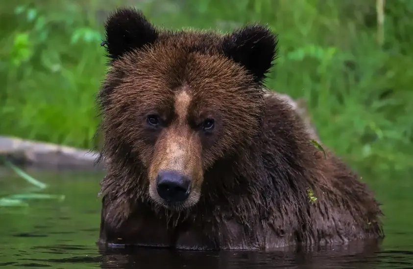 Bear viewing in canada