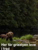 Grizzly Bears 