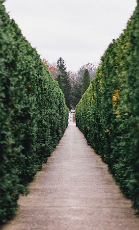 hedge-banner.jpg