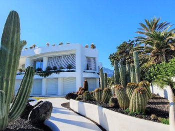 Modern white house with large windows, surrounded by tall cacti and palm trees. Clear blue sky and curved pathway.