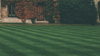 Manicured green lawn with striped pattern, bordered by ivy-covered stone building and wooden doors. A  historic setting.