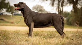 Chocolate Labrador standing in a field