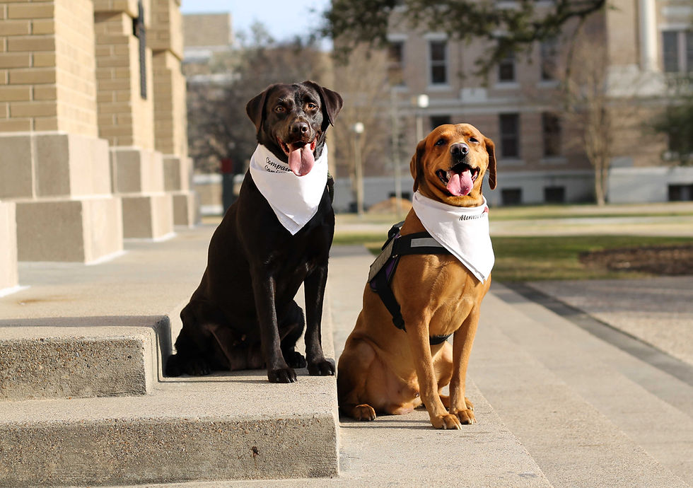 Service and Therapy dogs, Labradors on steps