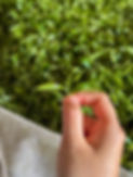Hand holding freshly picked tea leaves with two leaves and a bud