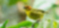 Stage tantra bretagne corps voix chant oiseau.jpg