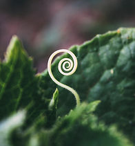 spirale dynamique coaching