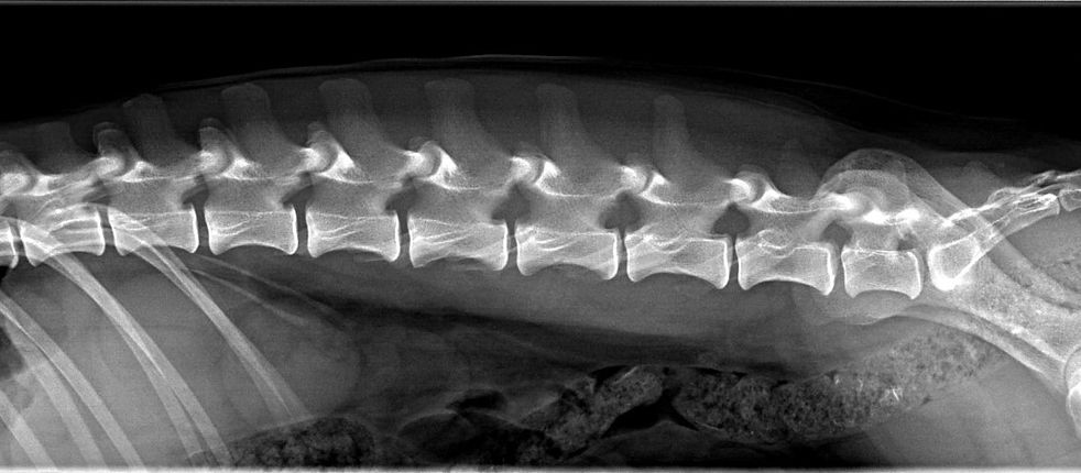 thumbnail_Lava (PL) L-Spine 140518Z07.jp