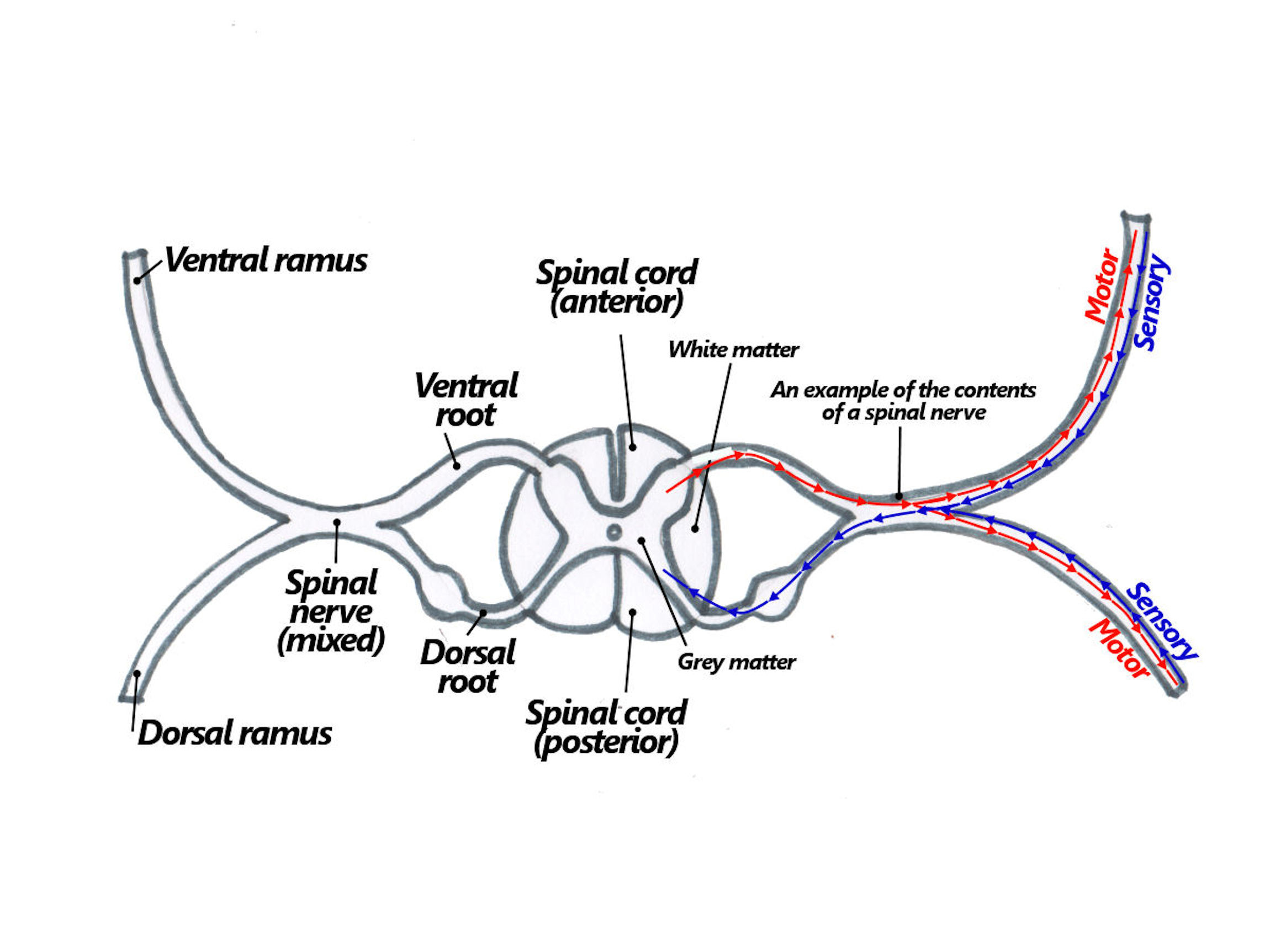 Somatic Innervation 6.2.1. Somatic Nerves: Overview