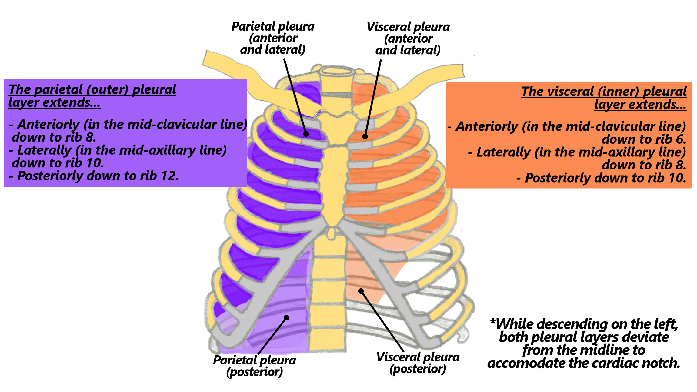 Sternal Reflection 3.2. Pleural Reflections
