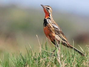 Rosy-throated Longclaw: Zululand’s Hidden Gem