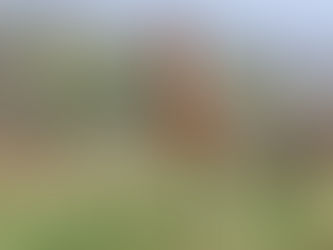 Rosy-throated Longclaw: Zululand’s Hidden Gem