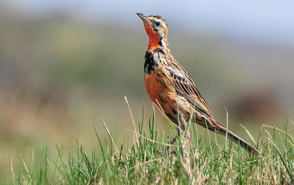Rosy-throated Longclaw photographed by John KInghorn