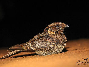 Fiery-necked Nightjar | Zach Simpson