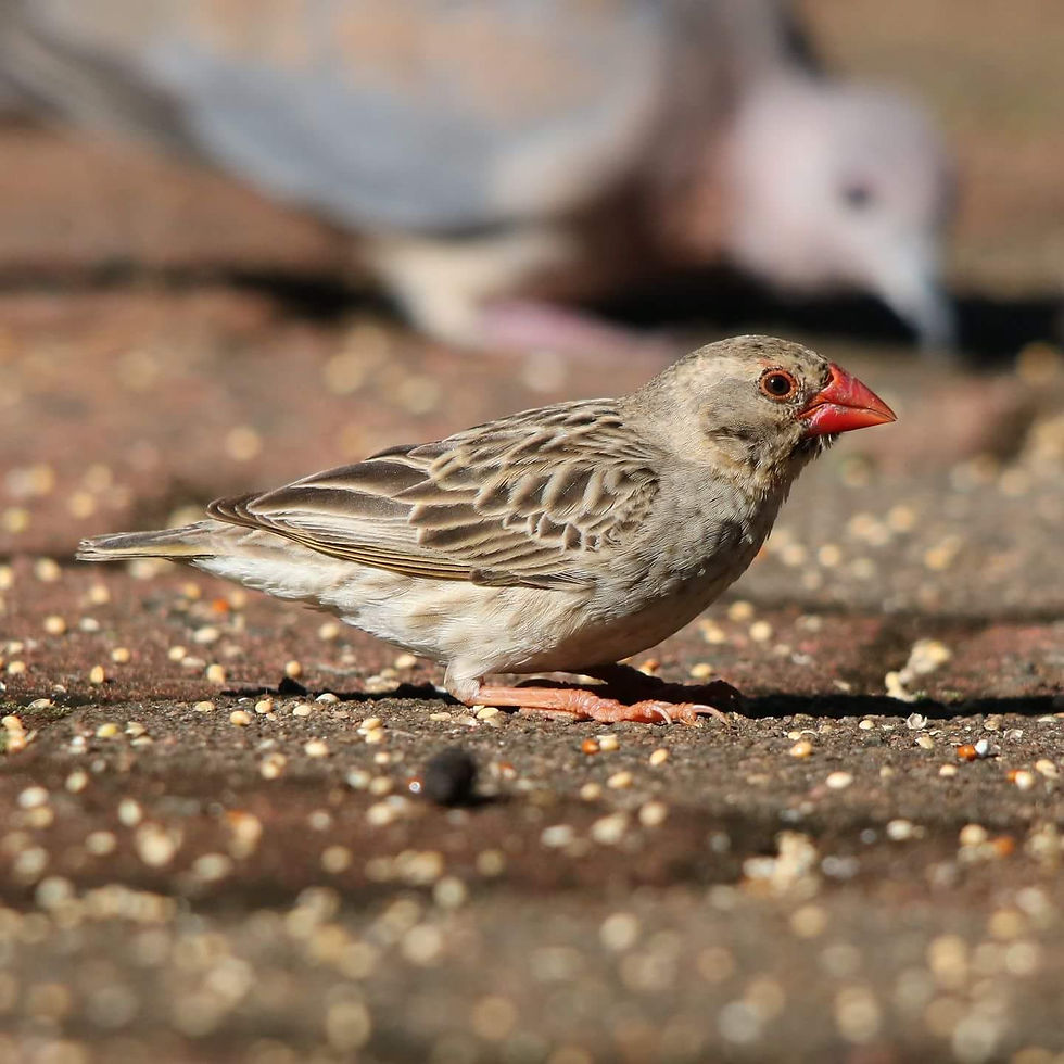 Red-billed Quelea