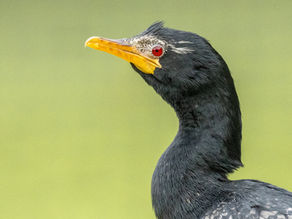 The Evolution of Birdwatching: How Smartphones Changed Everything