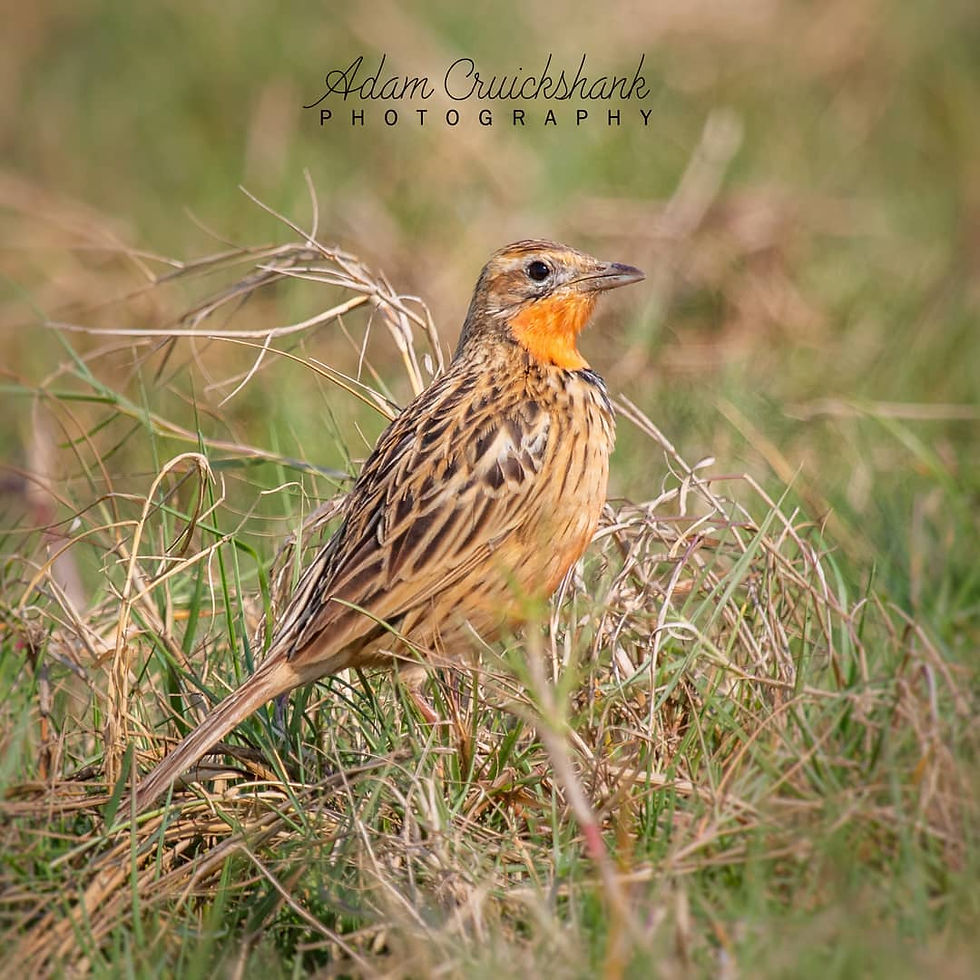 Rosy-throated Longclaw photographed by Adam Cruickshank