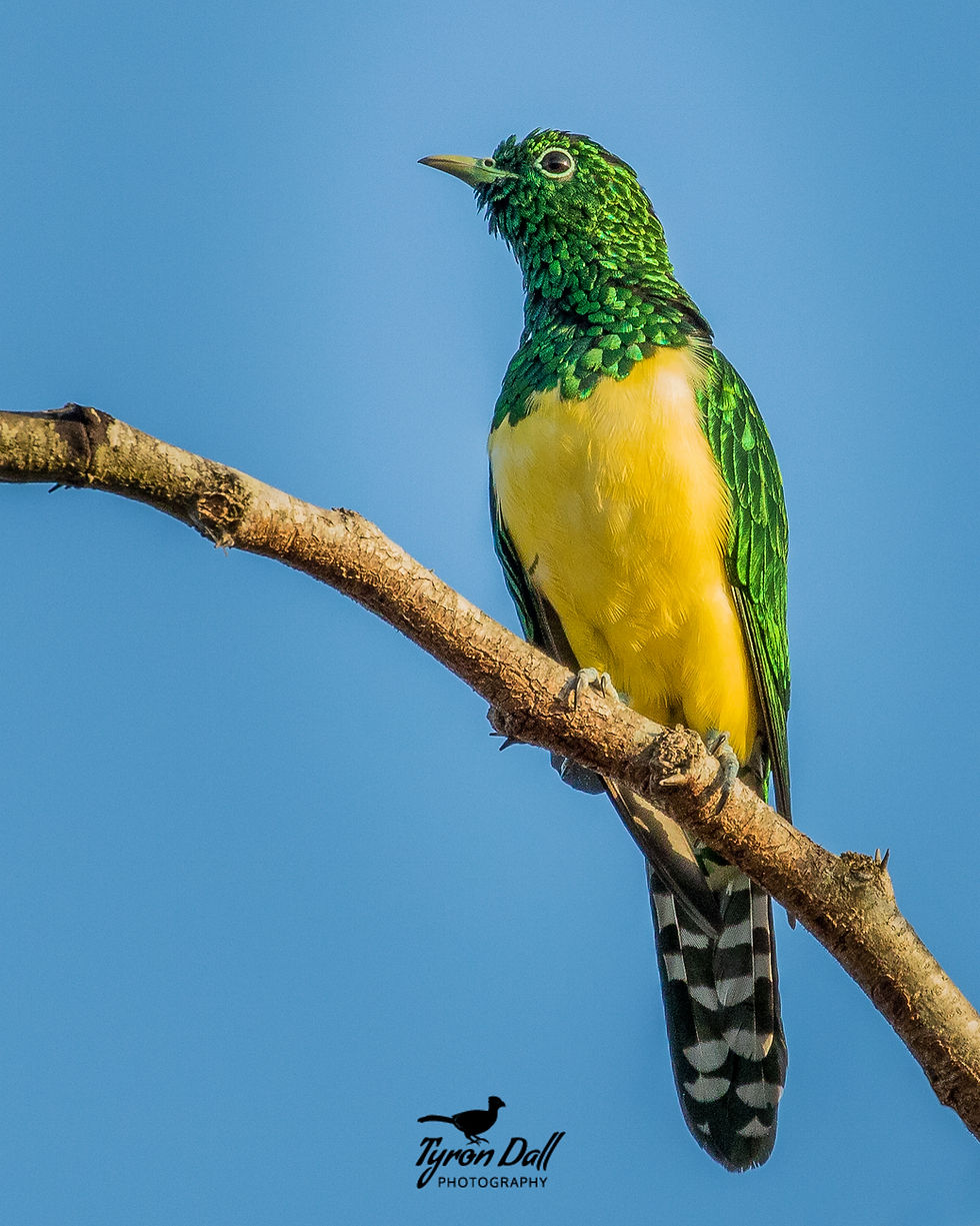 African Emerald Cuckoo, Kwazulu-Natal South Africa