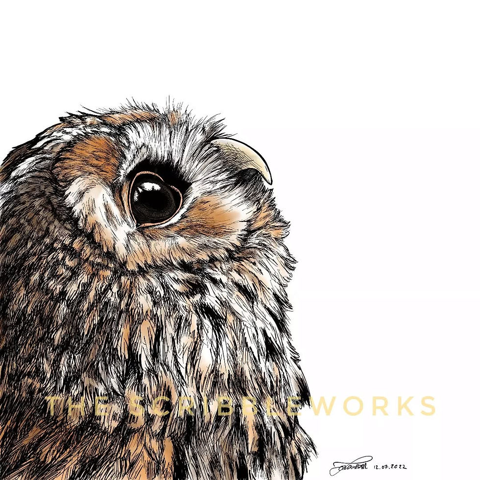Tawny Owl (Strix aluco) drawn by bird artist Josh Wenzel