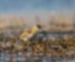 Lesser Jacana photographed in the Drakensberg