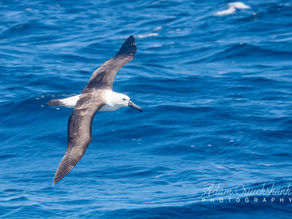 Seabird Identification Resources