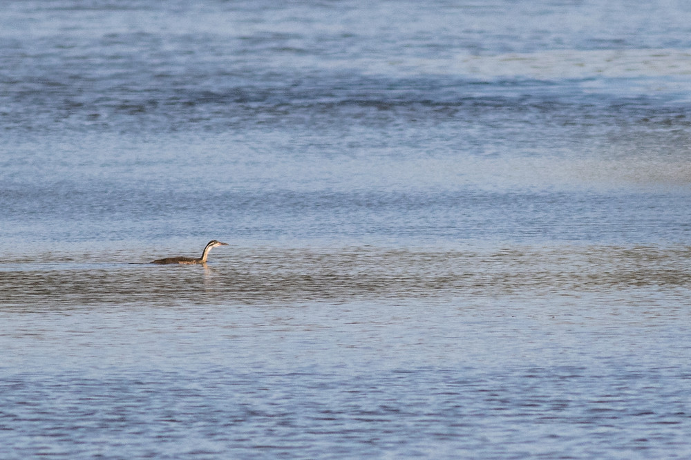 African Finfoot at Mtunzini