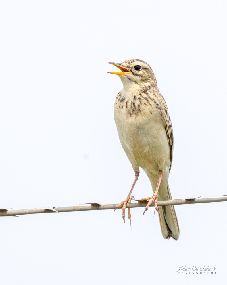 Four Simple Steps to Improve your LBJ Identification Skills 