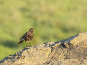Penwarn Farm Lodge - A photographic Essay