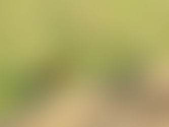 Penwarn Farm Lodge - A photographic Essay