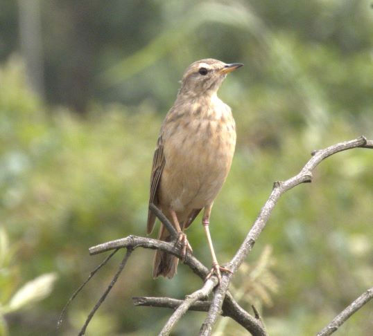 Intermediate Birding with Aldo Online Course